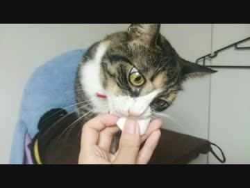マシュマロが大好きな猫