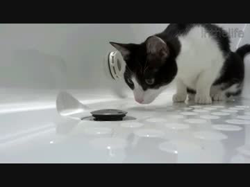 新居を探検する猫