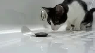 新居を探検する猫