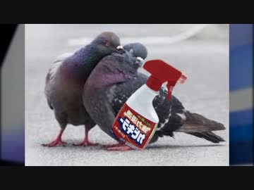 鳩に困ったらカビキラー ニコニコ動画