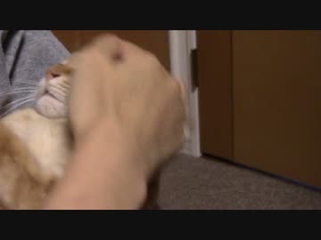 拾いねこ＠生後1230/1197日目　アコさんが若干お熱気味