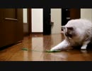 時定ひとりねこじゃらし