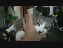 【モアクリ】 甘噛み（甘くない）