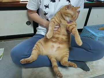 猫が何度か素になる瞬間
