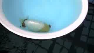 大きな蘭鋳（洗面器）.mp4