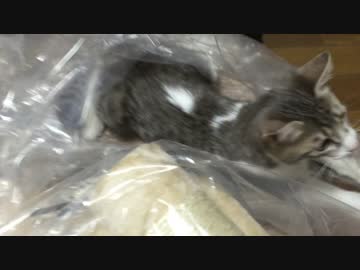 猫の手を借りつつ猫タワーを作る