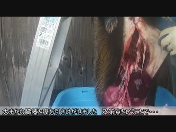 アナグマ〆とモツ抜き　罠狩猟 新米猟師ハンターライフ2-05