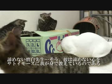 宇宙猫先生、サトイモ子猫に諦めない心を伝えようとする