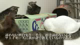 宇宙猫先生、サトイモ子猫に諦めない心を伝えようとする