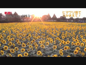 ヒマワリ畑でつかまえて！