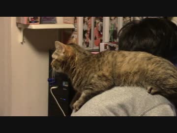 拾いねこ＠生後1231/1198日目　肩乗りつきにょん