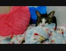 猫ミルキーと柴犬いちご 毛布もみもみして添い寝　