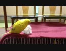 セキセイインコのティッシュでころん《生後3ヶ月》