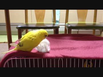 セキセイインコのティッシュでころん《生後3ヶ月》