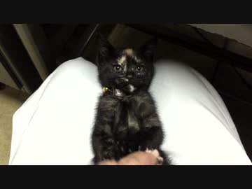 熊みたいな手のおっさんが、こちょこちょしながらニヤニヤｗ