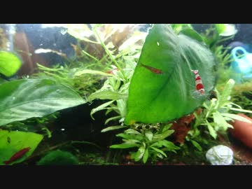 ビーシュリンプとレッドチェリーシュリンプ、おまけにラムズホーン