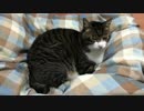 うちの猫の寝姿を撮影してみた（20151119）