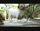 【母乳】生後22日の子犬たちの授乳～夏の昼下がりの木陰で休みながら