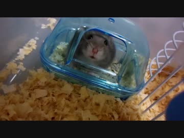 【動画初の回し車】マロンの成長日記【20151118】