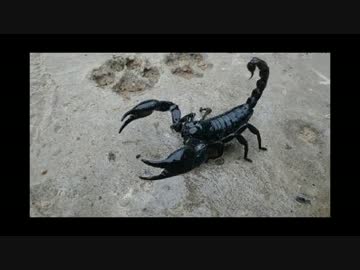 ホモと学ぶネズミVSオオサソリ