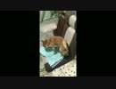 ご飯後の愛犬の様子