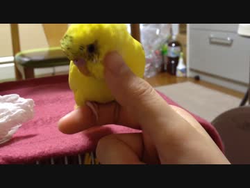 セキセイインコをただもふるだけ