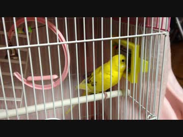 セキセイインコ、おしゃべり