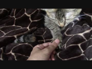 拾いねこ＠生後1233/1200日目　今日は月音さんの1200日記念日ー。