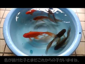 冬が来る前に水槽を洗いました。