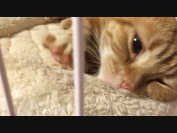 【アメショ】猫 もみもみを至近距離で 癒し動画