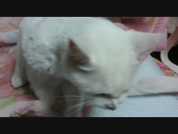 キレる猫