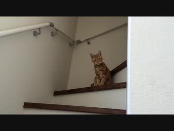 【アメショ】猫 だるまさんが転んにゃ 相手してくれない(´･ω･｀)