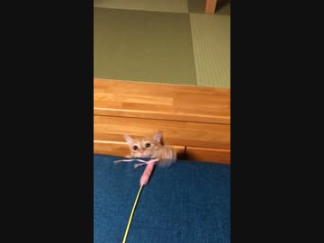 【アメショ】ソファ×猫じゃらし×猫