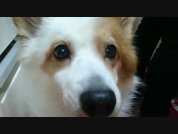 【犬】どあっぷ【ぬこ】