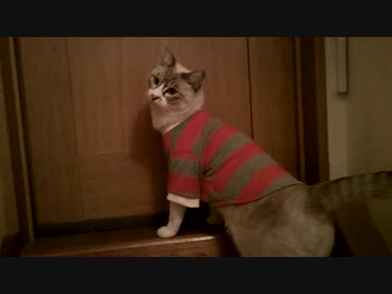 シロのドッキリレポート