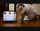 猫と箱