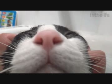 新しいお風呂を堪能する猫