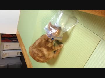 【アメショ】袋がとれにゃい
