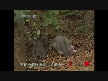 ホモと学ぶネズミvs蜂