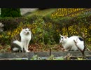 そばに来ない親子猫