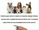 Emotional Support Animal