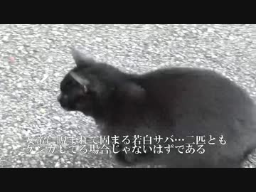 猫をもって猫を制す