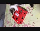 箱と鈴と猫