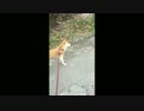 ドッグラン翌日のお散歩の様子