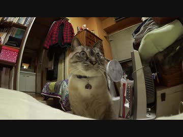 パパを絶対寝かさないと決めているジャンくん