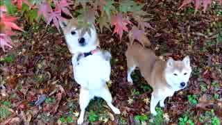 紅葉から見え隠れする柴犬ひかいち