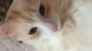 うちのにゃんこ〈4〉