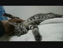 サトイモ子猫をむすんでひらいて
