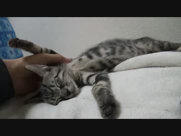 サトイモ子猫をむすんでひらいて