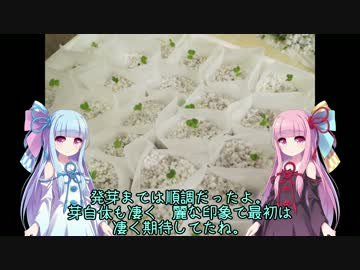 【VOICEROID+】水耕栽培記録【琴葉 茜・葵】